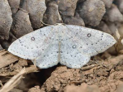 Cyclophora albipunctata [Famille : Geometridae]