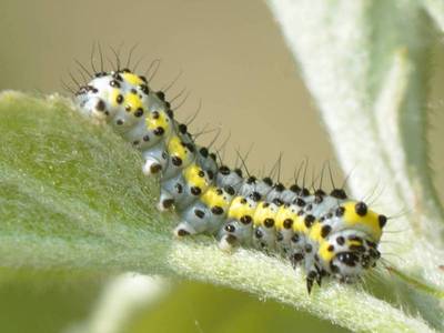 Diloba caeruleocephala [Famille : Noctuidae]