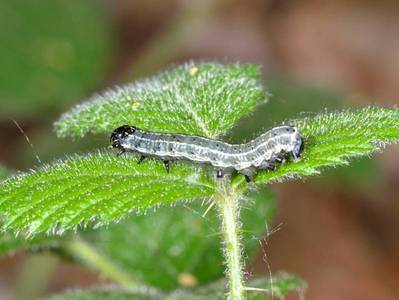 Orthosia cruda [Famille : Noctuidae]