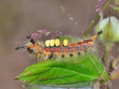 Orgyia antiqua [Famille : Lymantriidae]