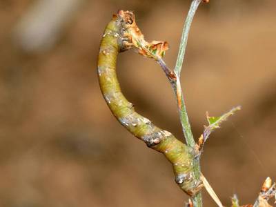 Biston strataria [Famille : Geometridae]