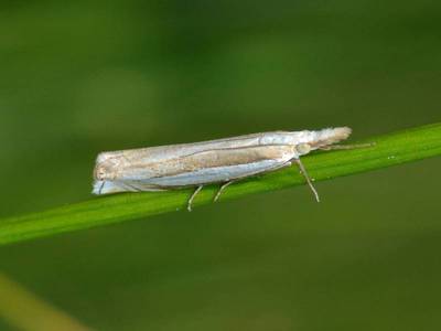 Crambus pascuella [Famille : Crambidae]