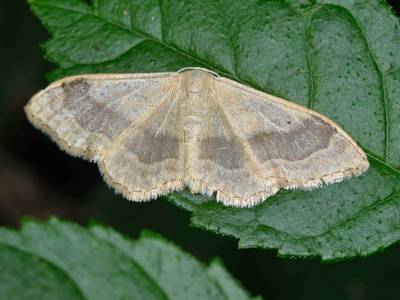 Idaea aversata [Famille : Geometridae]