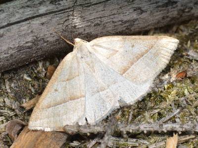 Petrophora chlorosata [Famille : Geometridae]