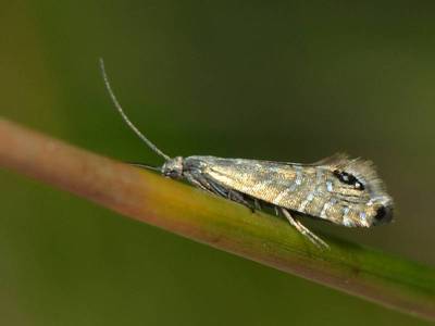 Glyphipterix thrasonella [Famille : Glyphipterigidae]