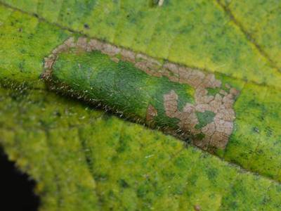 Phyllonorycter niccellii [Famille : Gracillariidae]