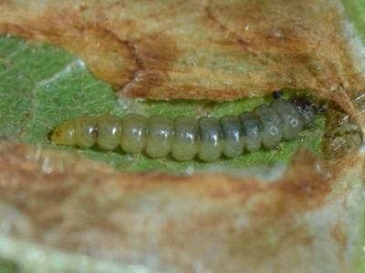 Phyllonorycter niccellii [Famille : Gracillariidae]