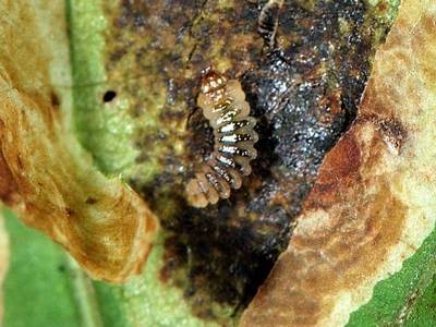 Cameraria ohridella [Famille : Gracillariidae]