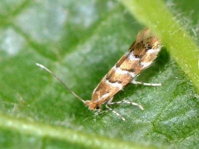 Cameraria ohridella [Famille : Gracillariidae]