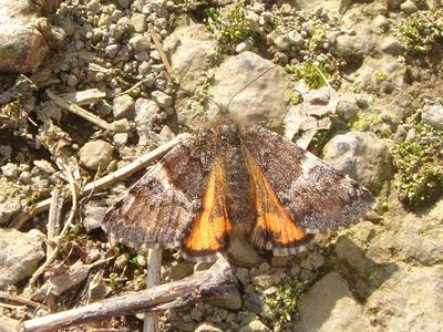 Archiearis parthenias [Famille : Geometridae]