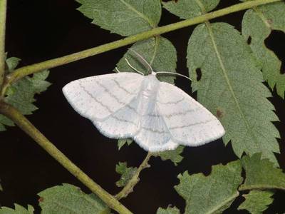 Cabera pusaria [Famille : Geometridae]