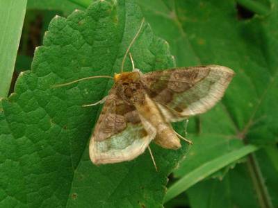 Diachrysia chrysitis [Famille : Noctuidae]