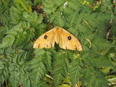 Aglia tau [Famille : Saturniidae]