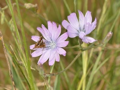 Thyris fenestrella [Famille : Thyrididae]