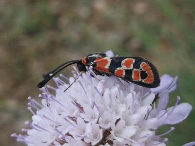 Zygaena fausta [Famille : Zygaenidea]