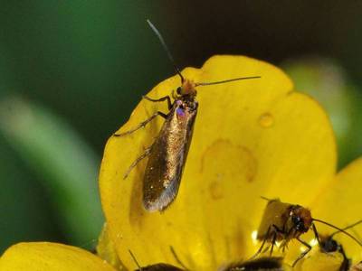 Micropterix calthella [Famille : Micropterigidae]