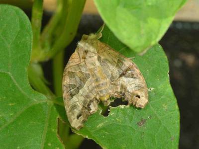 Phlogophora meticulosa [Famille : Noctuidae]