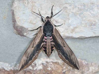 Sphinx ligustri [Famille : Sphingidae]