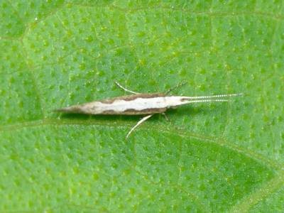 Plutella xylostella [Famille : Plutellidae]