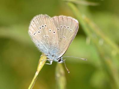 Cyaniris semiargus [Famille : Lycaenidae]