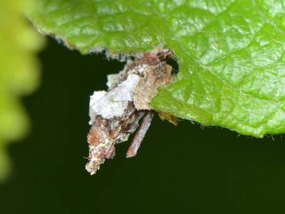 Proutia betulina [Famille : Psychidae]