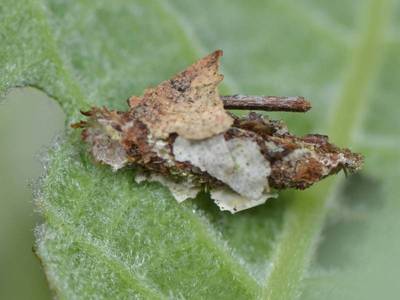 Proutia betulina [Famille : Psychidae]