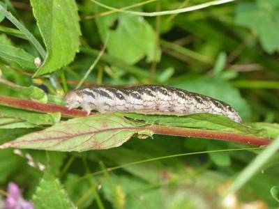 Proserpinus proserpina [Famille : Sphingidea]