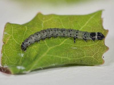 Anacampsis populella [Famille : Gelechiidae]