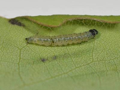 Anacampsis populella [Famille : Gelechiidae]