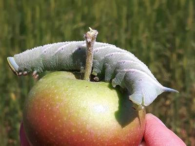 Smerinthus ocellata [Famille : Sphingidae]