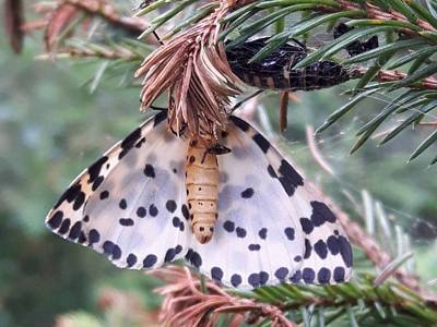 Abraxas grossulariata [Famille : Geometridae]