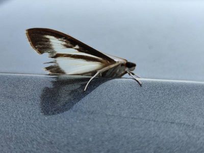 Cydalima perspectalis [Famille : Crambidae]