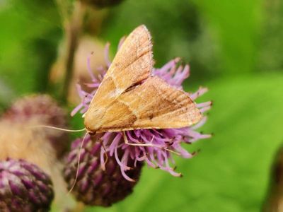 Endotricha flammealis [Famille : Pyralidae]