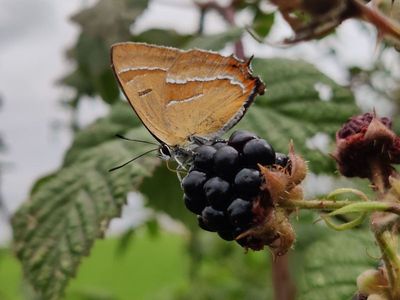 Thecla betulae [Famille : Lycaenidae]