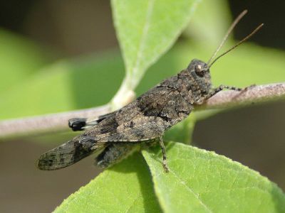 Oedipoda caerulescens [Famille : Oedipodinae]