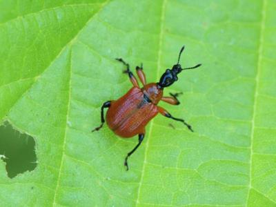 Apoderus coryli [Famille : Attelabidae]