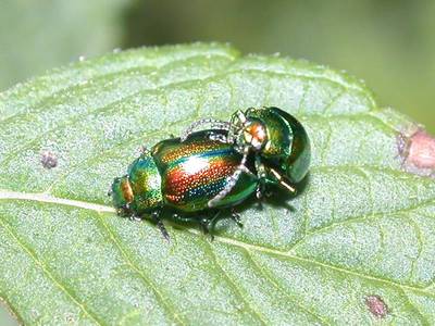 Chrysolina fastuosa [Famille : Chrysomelidae]