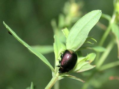 Chrysolina species [Famille : Chrysomelidae]