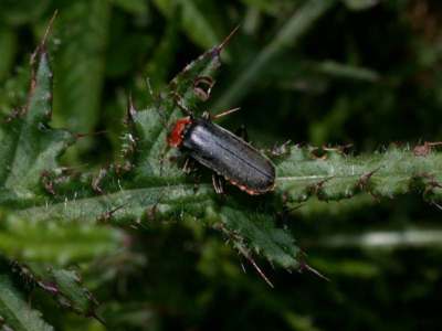  Cantharis fusca [Famille : Cantharidae]