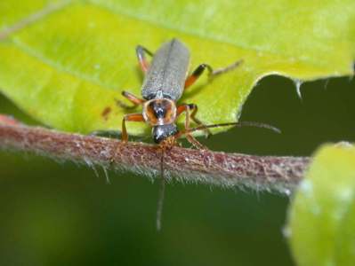 Cantharis nigricans [Famille : Cantharidae]