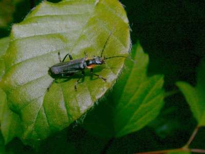 Cantharis obscura [Famille : Cantharidae]