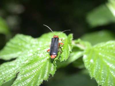 Cantharis pellucida [Famille : Cantharidae]