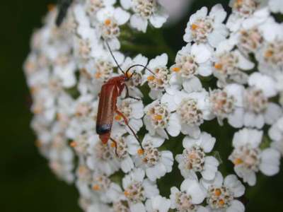 Rhagonycha fulva [Famille : Cantharidae]