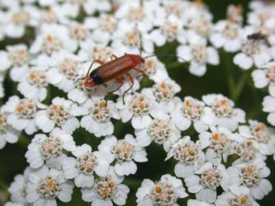 Rhagonycha fulva [Famille : Cantharidae]