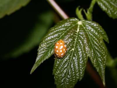 Halyzia sedecimguttata [Famille : Coccinellidae]