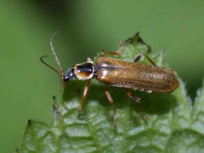 Cantharis decipiens [Famille : Cantharidae]