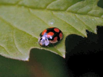 Adalia decempunctata [Famille : Coccinellidae]