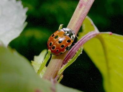 Anatis ocellata [Famille : Coccinellidae]