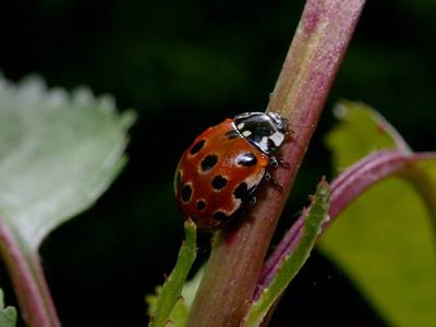 Anatis ocellata [Famille : Coccinellidae]