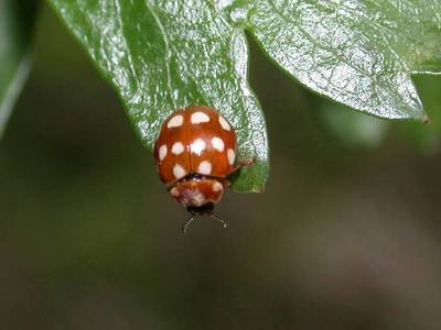 Calvia quatuordecimguttata [Famille : Coccinellidae]